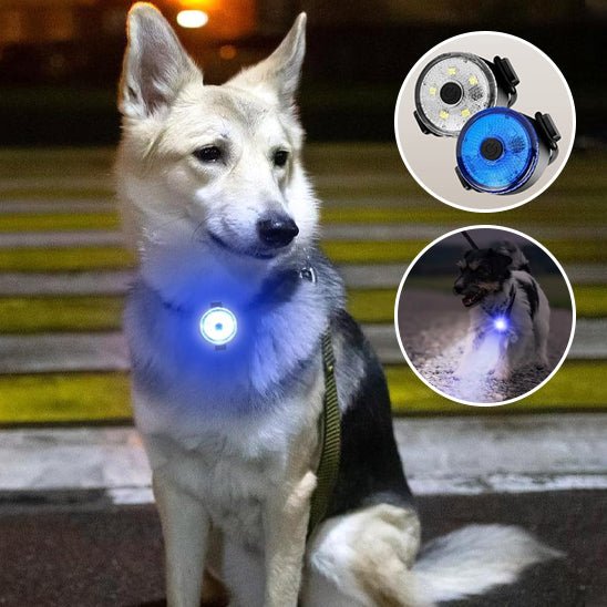COLLIER LUMINEUX CHIEN - Chien vénéré