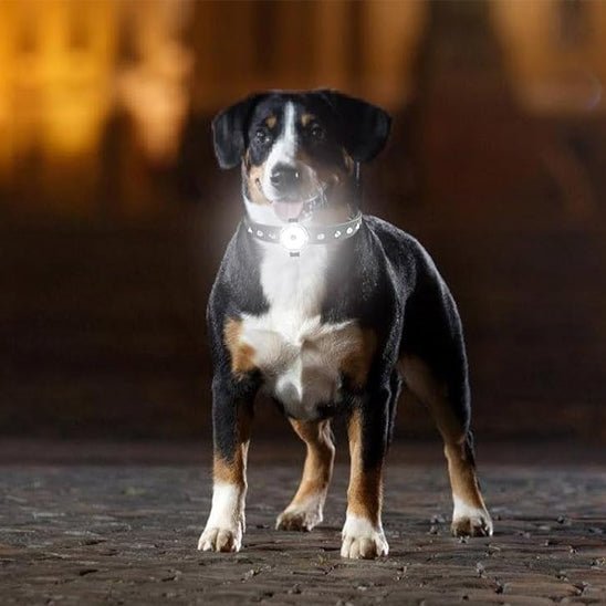 COLLIER LUMINEUX CHIEN - Chien vénéré