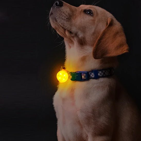 COLLIER LUMINEUX CHIEN - Chien vénéré