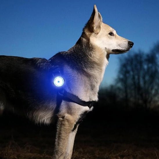 COLLIER LUMINEUX CHIEN - Chien vénéré
