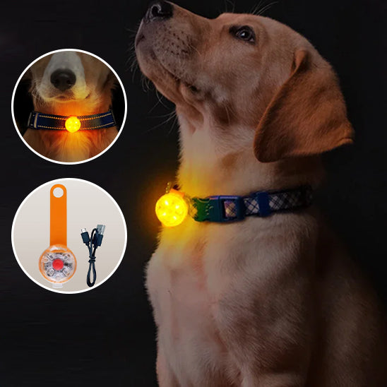 COLLIER LUMINEUX CHIEN
