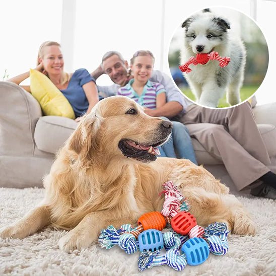 JOUET POUR CHIEN - Chien vénéré
