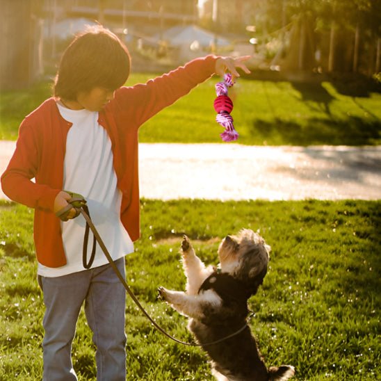 JOUET POUR CHIEN - Chien vénéré