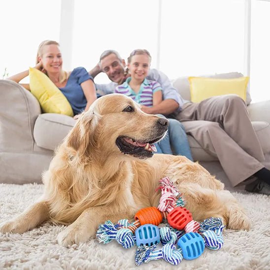 JOUET POUR CHIEN - Chien vénéré